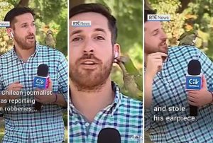 Pernati lopov: Dok je izvještavao o krađama papagaj mu ukrao slušalicu VIDEO