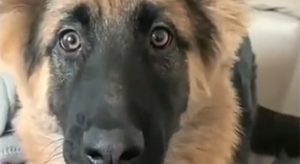 Pretvarala se da ju je pas prejako ugrizao: Reakcija njenog ljubimca sve oduševila VIDEO