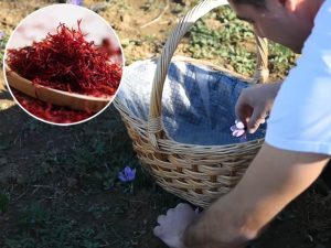 Porodica iz Srbije uzgaja najskuplji začin na svijetu: Kilogram i do 40.000 evra