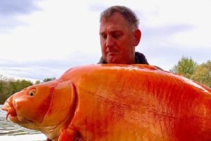 Upecana džinovska zlatna ribica teška 30 kilograma VIDEO