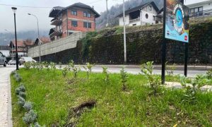 Uništeno zelenilo na gradskoj plaži: Povađena stabla indijskog jorgovana