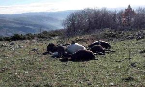 Nesreća kod Mostara: Grom ubio šest konja