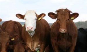 Namjerava da smanji emisije metana: Bil Gejts uložio u startap koji se bavi podrigivanjem krava