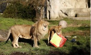 Praznični duh: Stigli pokloni stanovnicima zoološkog vrta u Zagrebu
