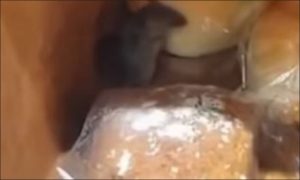 Neobična mušterija: Miš u marketu degustirao hljeb VIDEO
