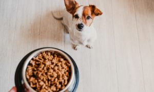 Uravnotežena ishrana: Evo koliko puta dnevno treba hraniti psa
