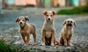 Želite li novog ljubimca? Psi u azilu na Manjači čekaju na novi dom