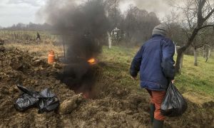 Nakon testiranja: Trihinela pronađena kod dvije svinje