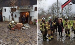 Nesvakidašnja intervencija: Vatrogasci pomogli kobili da stane na noge FOTO