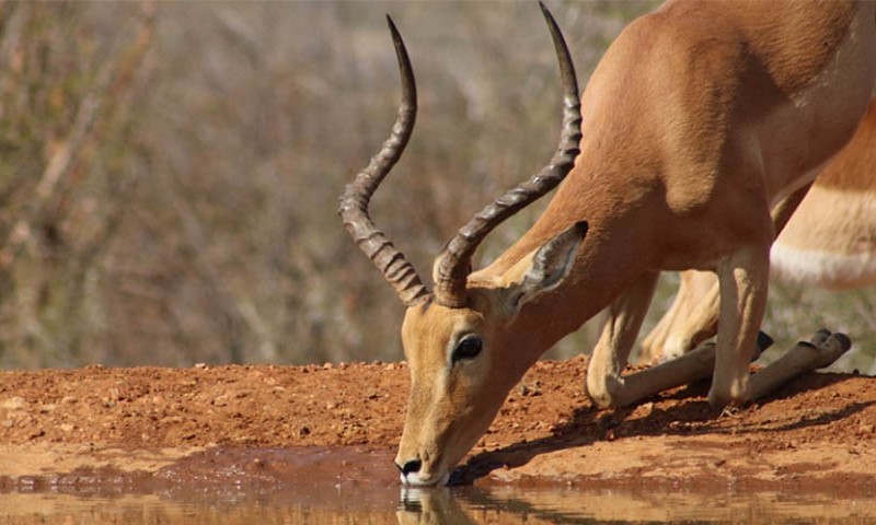 Srušila se ograda: Antilope pobjegle iz cirkusa