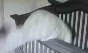 Baka preko noći postala internet senzacija: Čuvala bebu pa upala u krevet VIDEO