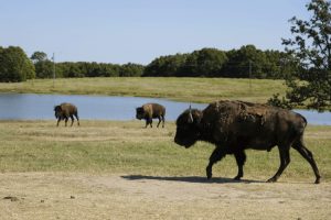 Stado udario kamion: 13 bizona nastradalo u saobraćajnoj nesreći u blizini Nacionalnog parka