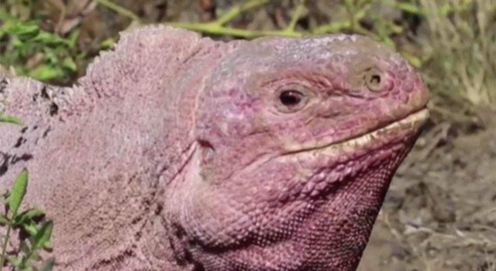 Izgledaju drugačije od odraslih: Prvi put viđeni mladunci roze iguane