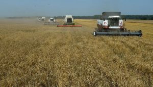 U jeku žetva pšenice: Loš prinos i kvalitet zrna