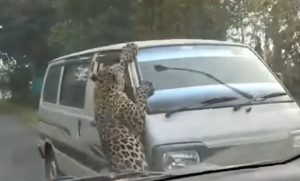 Leopard napravio haos: Skočio na kombi, pa povrijedio 15 osoba VIDEO