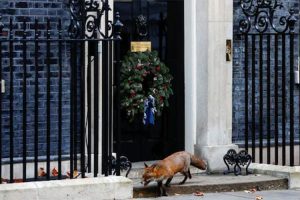 Neobična situacija: Lisica snimljena ispred sjedišta britanskog premijera