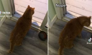 Simpatično: Reakcija mačka kad je vidio prvi snijeg postala hit VIDEO       