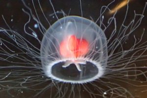 Pomaže im jedna meduza: Naučnici na tragu ključa besmrtnosti
