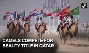 Takmičenje ljepote: Na Mundijalu u Kataru i izbor za Mis kamile VIDEO