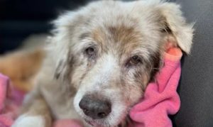 Nevjerovatan događaj: Pas se vratio vlasnicima nakon sedam godina od bjekstva