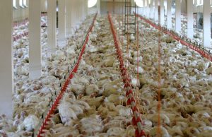 Zbog ptičijeg gripa: Planirano uništavanje više od 500.000 pilića