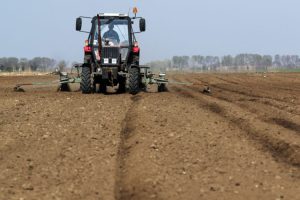 Na 15 hekatara zemljišta: Poljoprivrednici će posaditi 1,5 miliona sadnica paprike