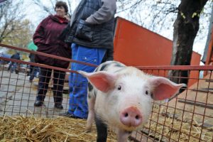 Uzgajivači svinja pretrpjeli najveći udar: Stočni fond u Srpskoj manji za trećinu