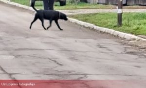 Nevjerovatna situacija u Kozarskoj Dubici: Pas koji je izujedao djecu i dalje na ulici