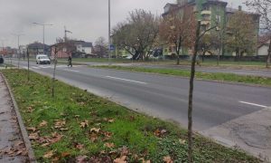 Vandalizam u Banjaluci: Polomljeno 40 mladih sadnica na Istočnom tranzitu