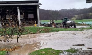 Kritična situacija u Gradišci: Voda ugrozila više farmi goveda