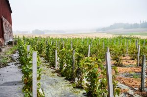 Švedska postaje vinski region zahvaljujući globalnom zagrijavanju