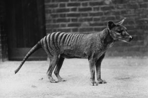 Novo istraživanje: Ostaci posljednjeg tasmanijskog tigra pronađeni u ormaru nakon 85 godina