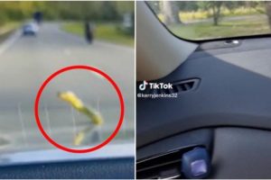 Neobičan prizor: Dok su se vozili, na automobilu im se pojavila zmija VIDEO