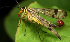 Naučnici otkrili novu vrstu: Neobični insekt škorpija-muva