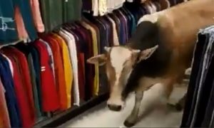 Pregledava police u muškom dijelu: Krava zalutala u butik VIDEO