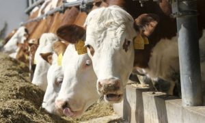 Pronađena mrtva životinja: Otkriven slučaj kravljeg ludila na farmi