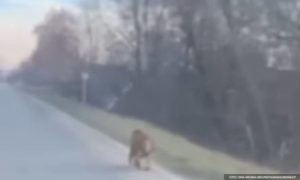 Nesvakidašnja pojava: Pored puta Banjaluka – Prijedor trčao majmun VIDEO