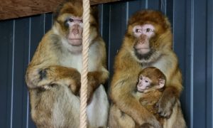 Uspješno vraćeni na ranč: Majmun i mladunče pronađeni na drvetu FOTO