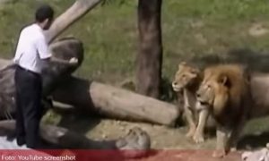 “Isus će vas spasiti!“: Sveštenik htio “pokrstiti” lavove u kavezu VIDEO