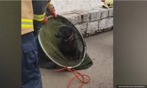 Izvučen iz hladne Miljacke: Vatrogasci spasli preplašenog psića VIDEO