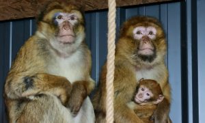 Potjera za majmunom: Pobjegao iz mini zoološkog vrta na ranču “Aris” u Kozaruši FOTO