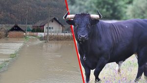 Dobrivoje ima štetu veću od 2.000 evra: Bujica odnijela bika teškog 800 kg