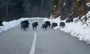 Na kraju pobjegle: Krdo divljih svinja snimljeno na putu VIDEO