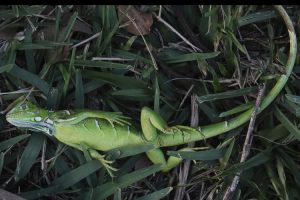 Niske temperature na Floridi obaraju iguane sa drveća