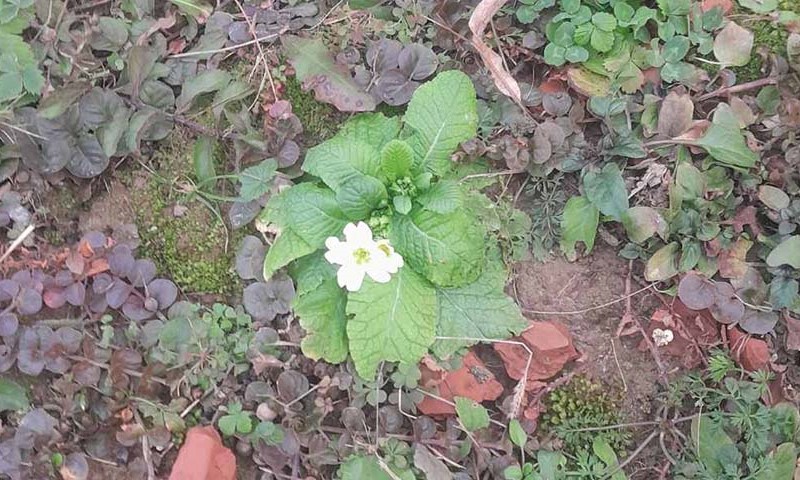 Priroda se ponaša drugačije: Procvjetala jagorčevina u Banjaluci