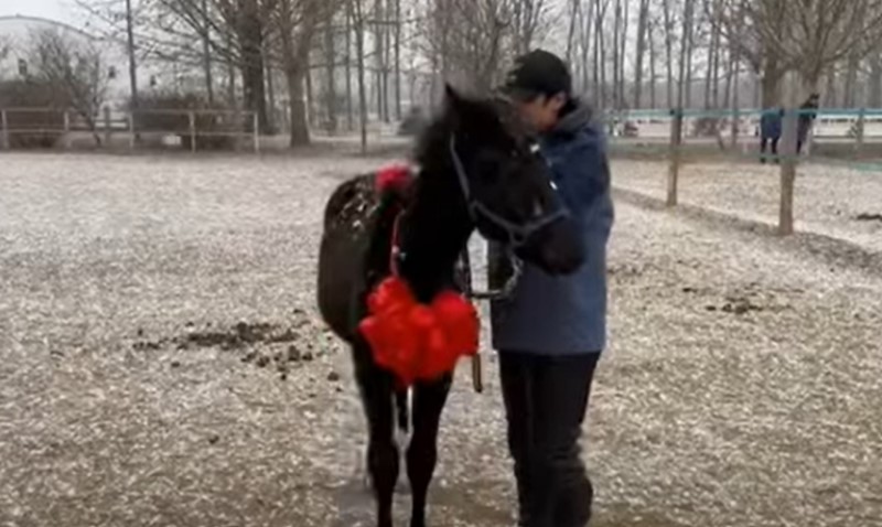 Kineska kompanija klonirala konja: Kažu da bi mogao čak na Olimpijske igre VIDEO