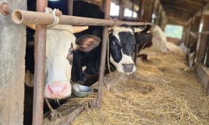 Katanac na sve više malih farmi: Domaća proizvodnja mlijeka u padu
