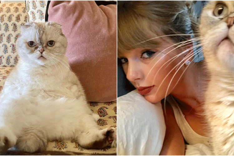 Ovo je lista najbogatijih ljubimaca: Mačka Tejlor Svift vrijedi 91,5 miliona evra