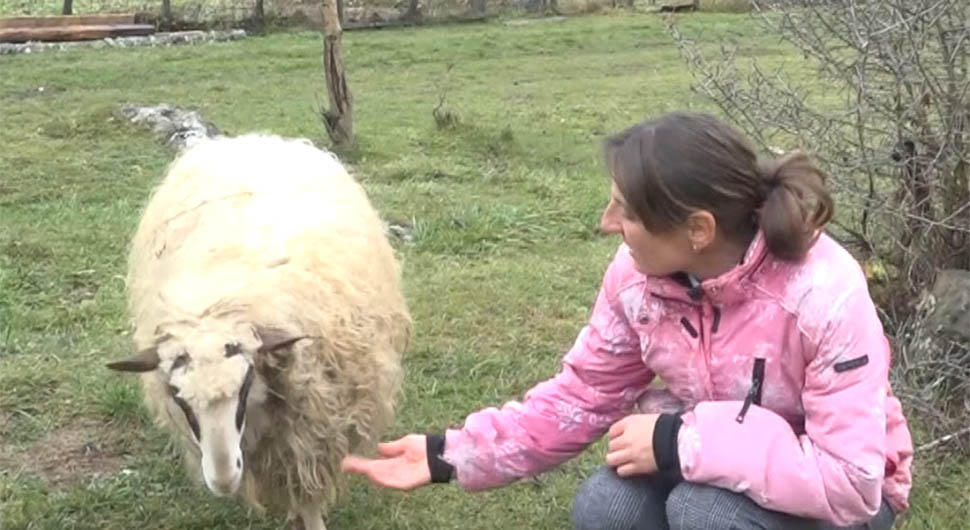 Kućni ljubimac: Neobična ovčica Luna na Tjentištu postala pravi hit VIDEO