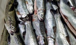 Uskoro počinje Božićni post: Riba u Banjaluci skuplja nego prošle godine, ovo su cijene